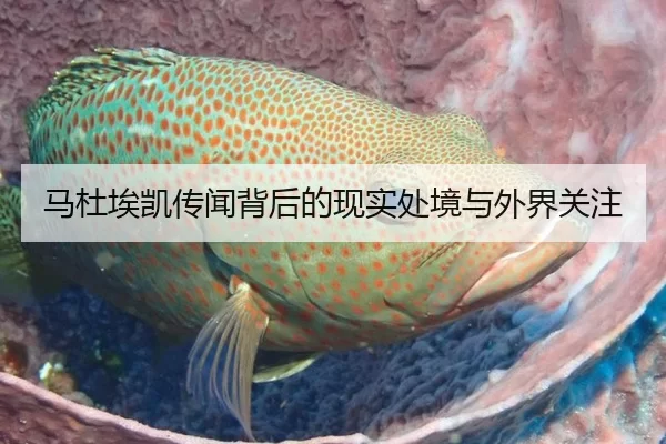 马杜埃凯传闻背后的现实处境与外界关注